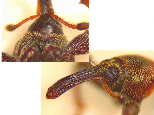 Réf. 198 878 : Dorytomus dejeani